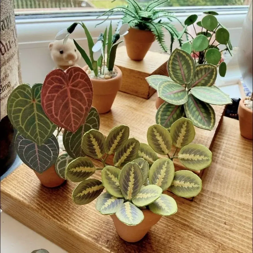 Prayer Plant UGC 4