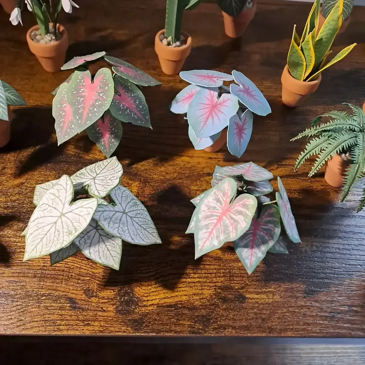Caladium Mint Julep UGC 14