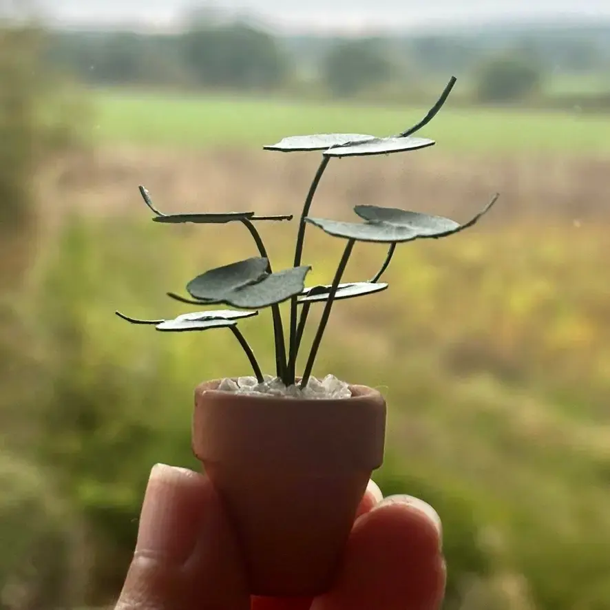 Alocasia Stingray UGC2