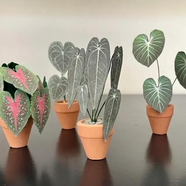 Queen Anthurium UGC 10