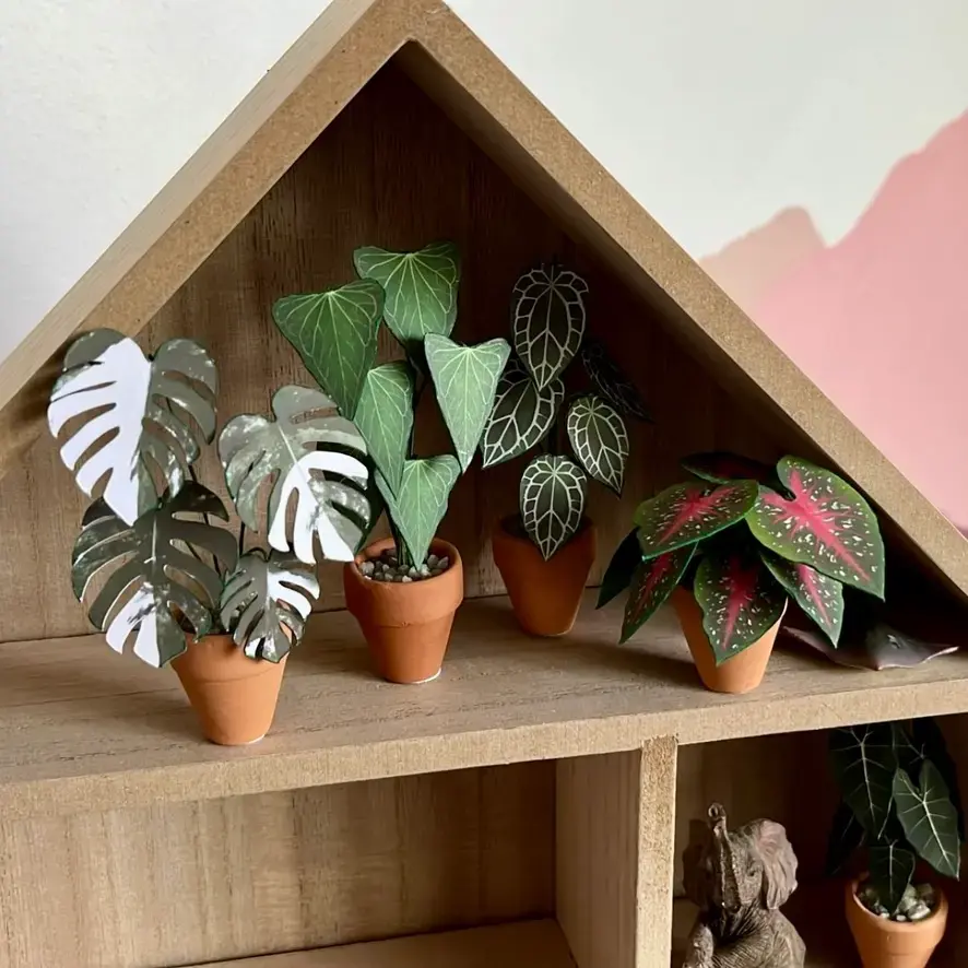Monstera Albo UGC 3