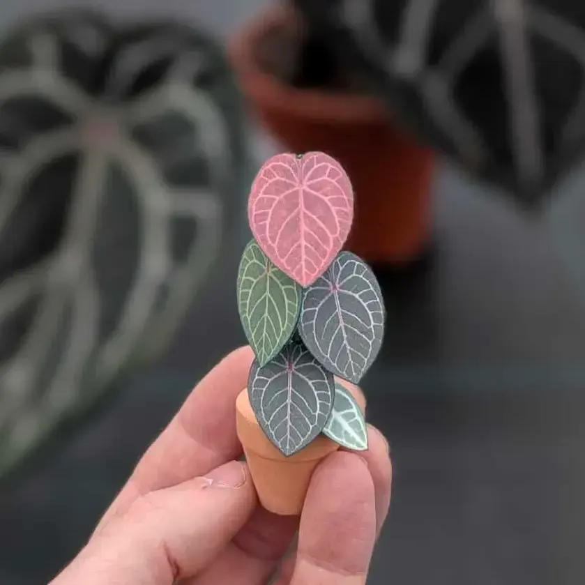Anthurium Michelle 1
