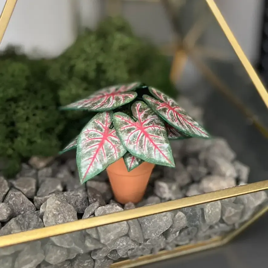 Caladium Rosebud