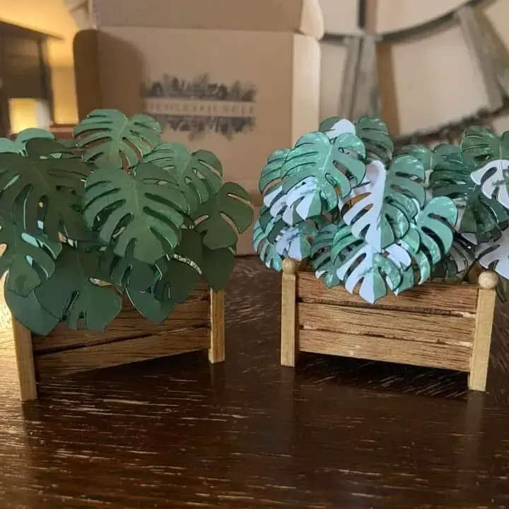 Monstera Albo UGC 8