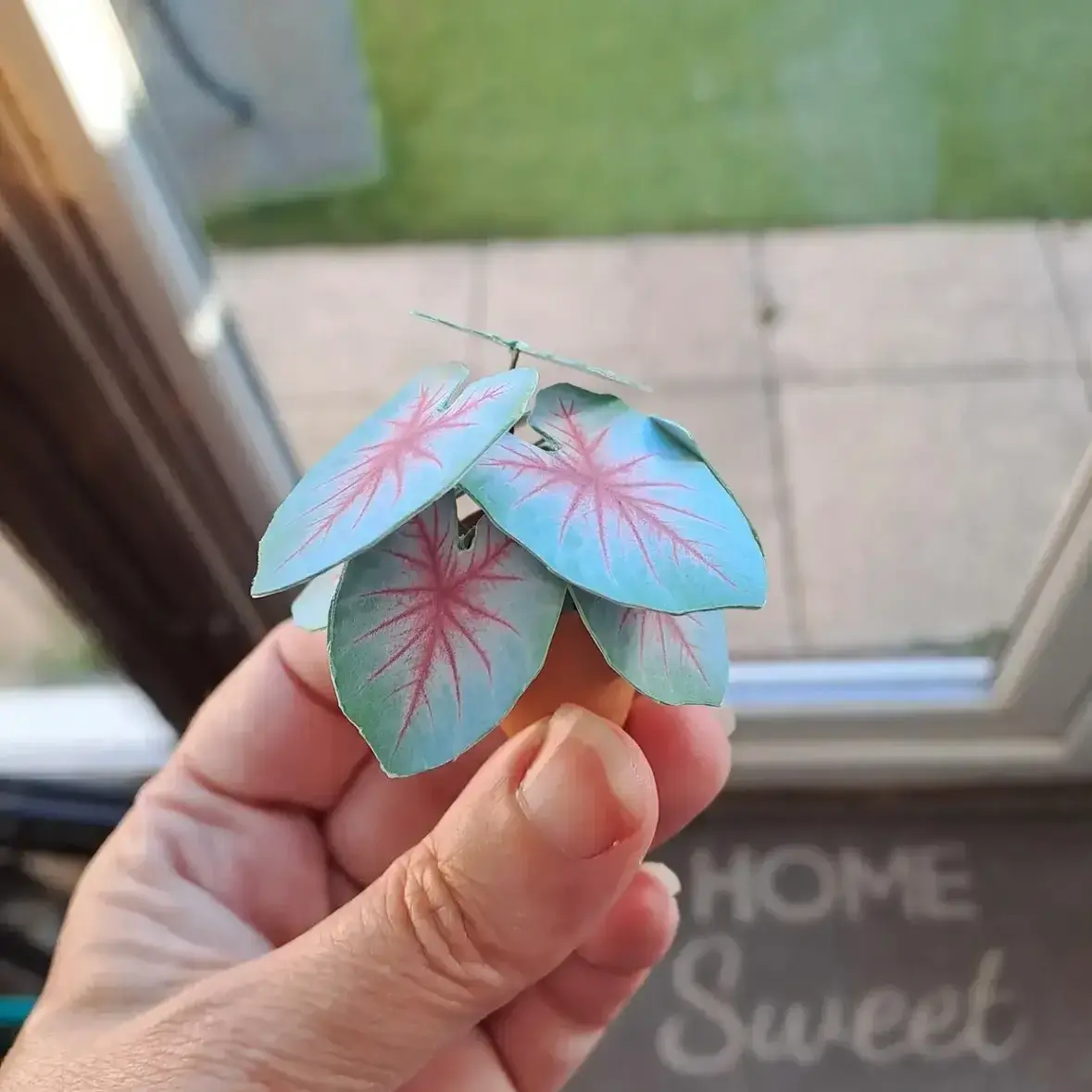 Caladium Mint Julep UGC 9