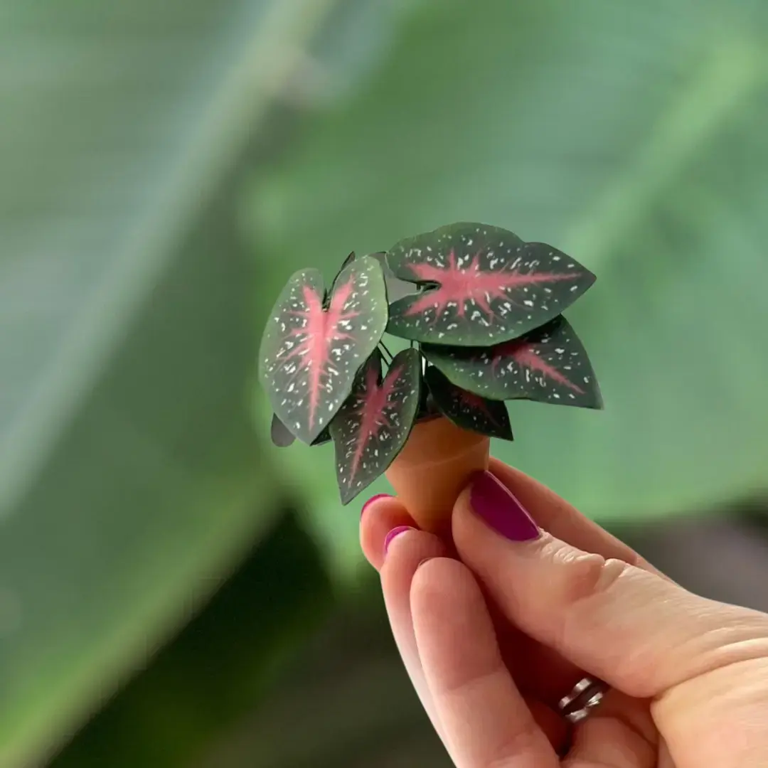 Caladium Red Flash