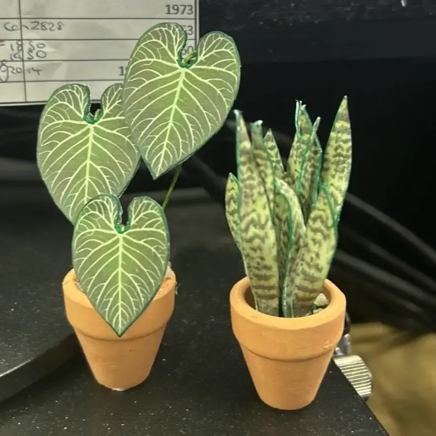 Anthurium Regale UGC 16