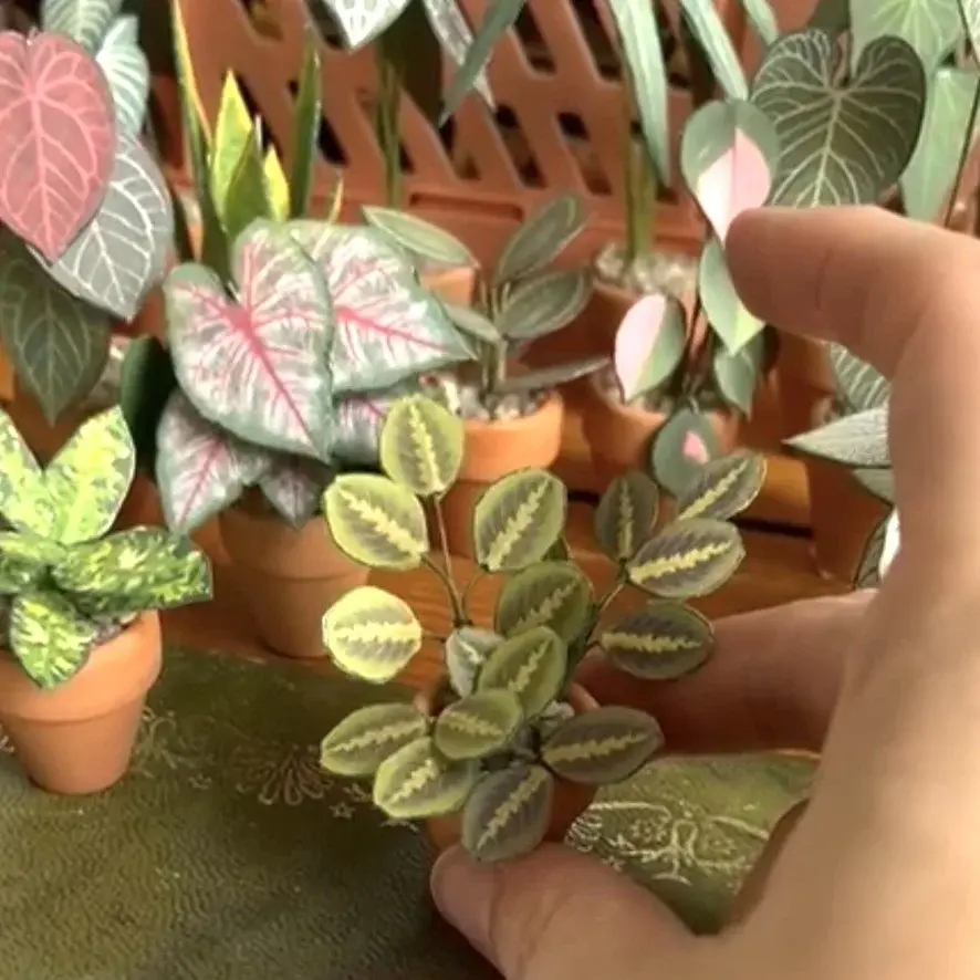 Prayer Plant UGC 7