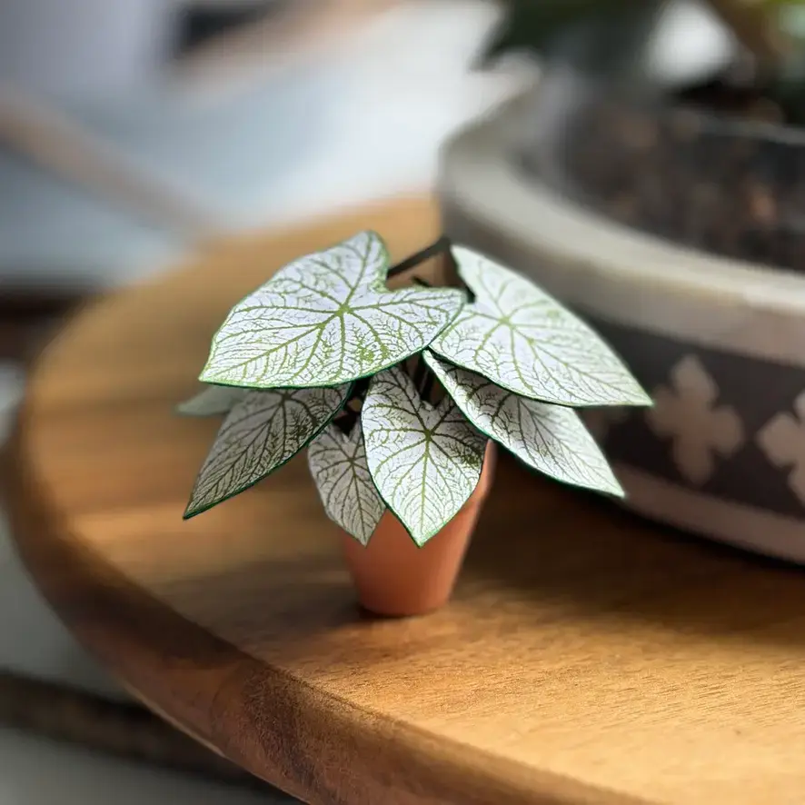 Caladium White Christmas