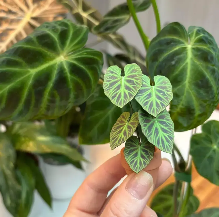 Philodendron Verrucosum UGC 13