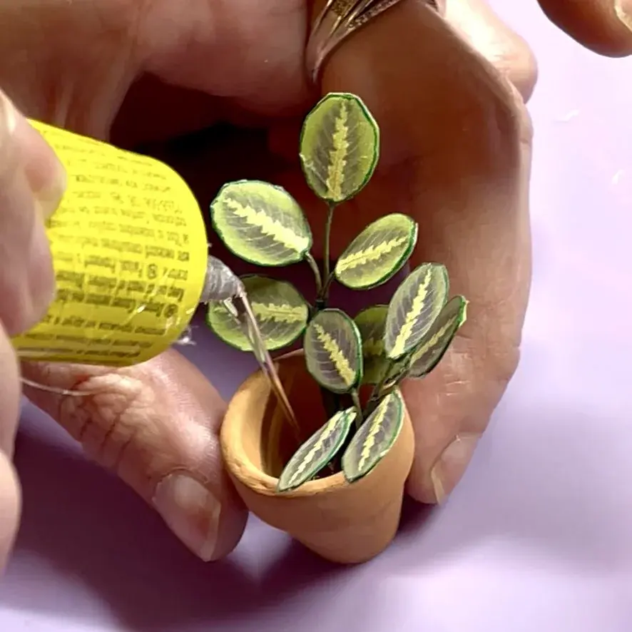 Prayer Plant UGC 5