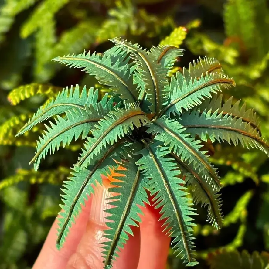 Fern UGC 1
