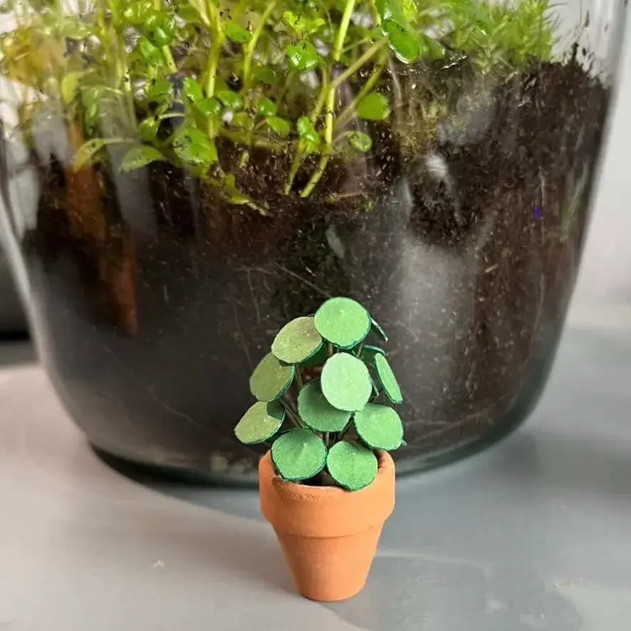 Pilea Peperomioides UGC 17