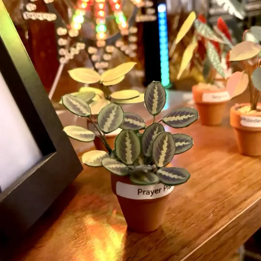 Prayer Plant UGC 15