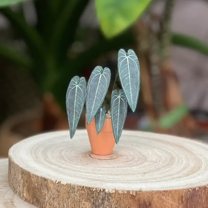 Queen Anthurium