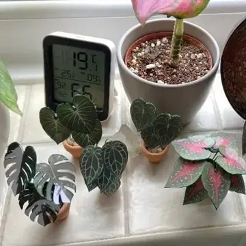 Monstera Albo UGC 17