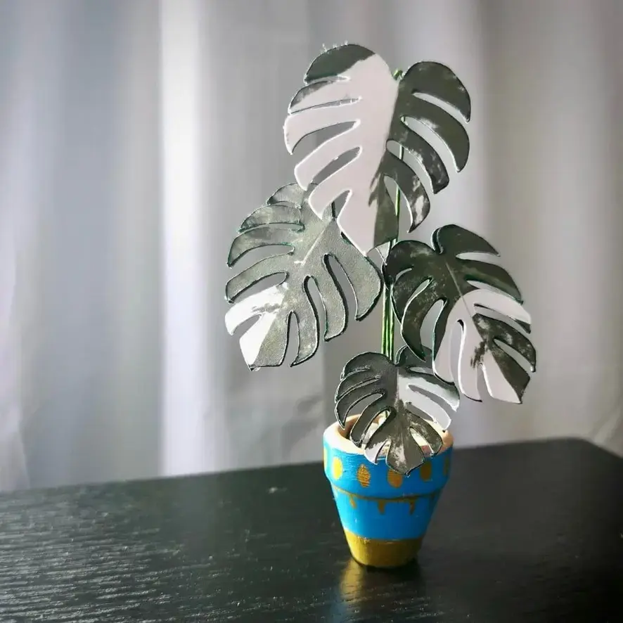 Monstera Albo UGC 18