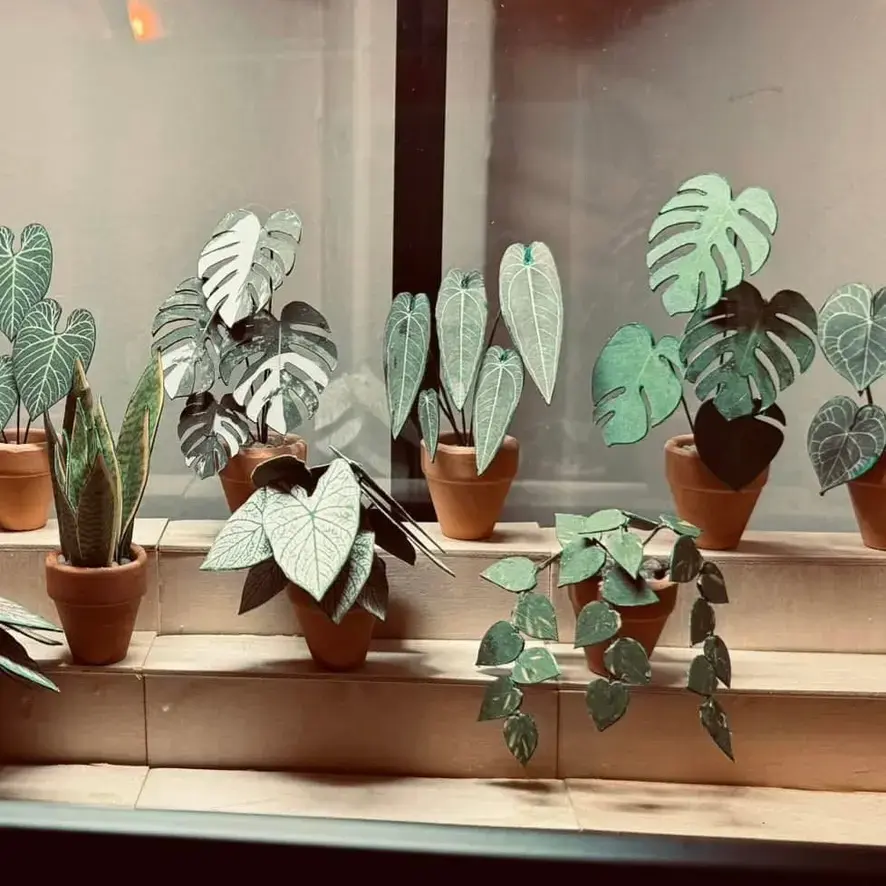 Monstera Deliciosa UGC 8