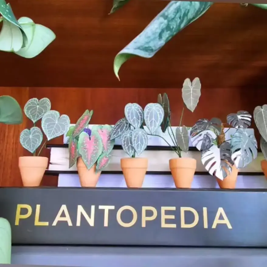 Monstera Albo UGC 14
