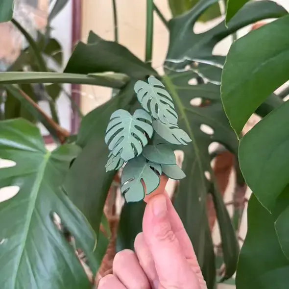 Monstera Deliciosa UGC 11
