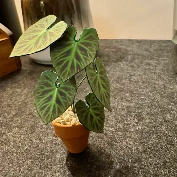 Philodendron Verrucosum UGC 12