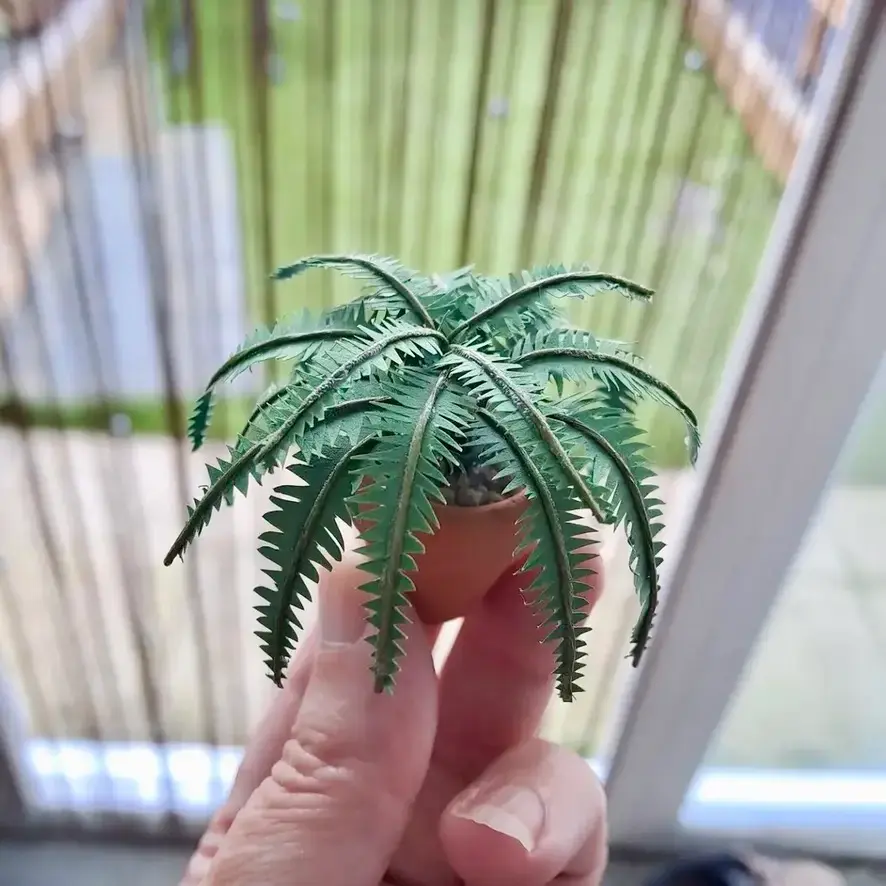 Fern UGC 4