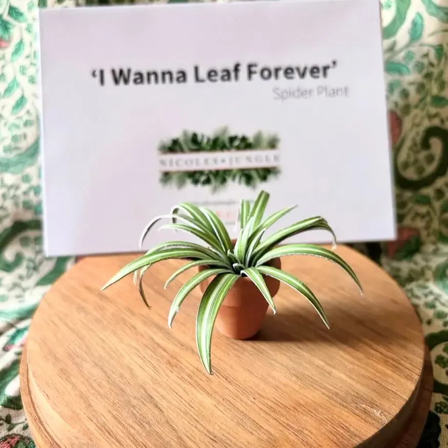 Spider Plant UGC 16