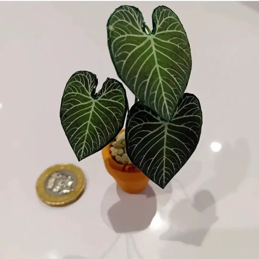 Anthurium Regale UGC 18
