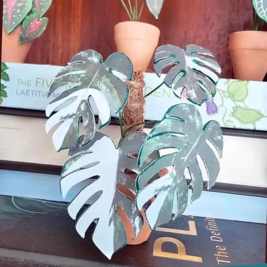 Monstera Albo UGC 16