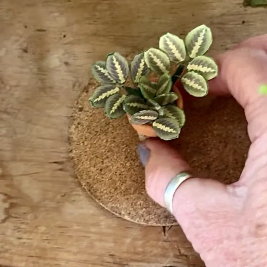 Prayer Plant UGC 12