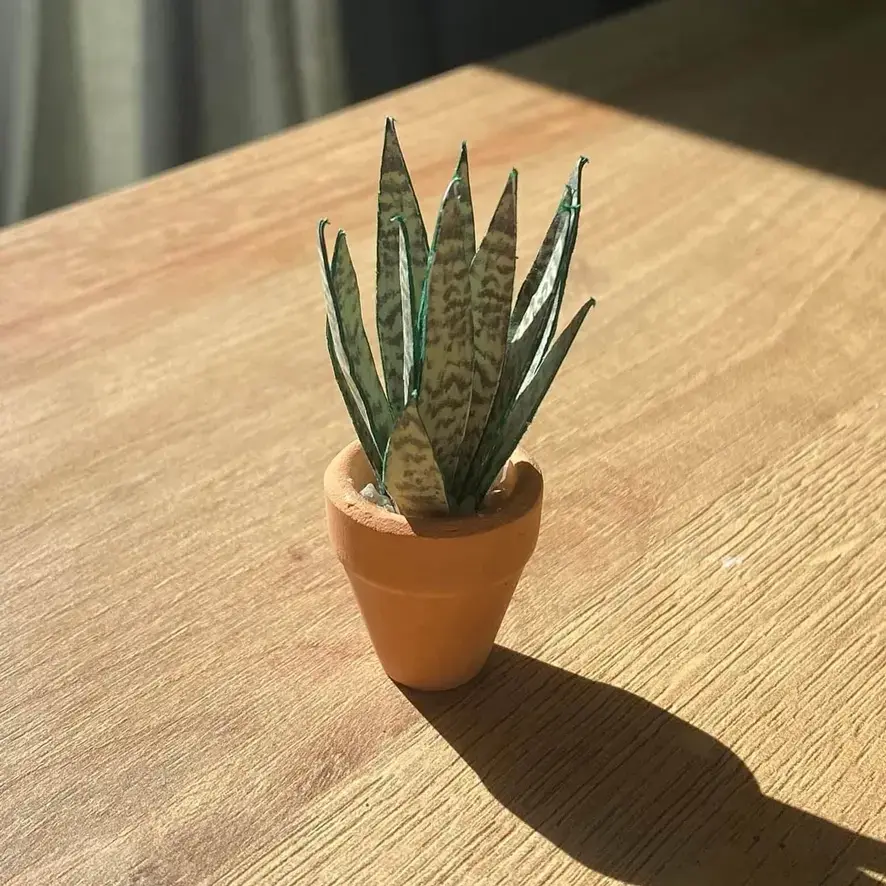 Sansevieria Snake Plant UGC 3