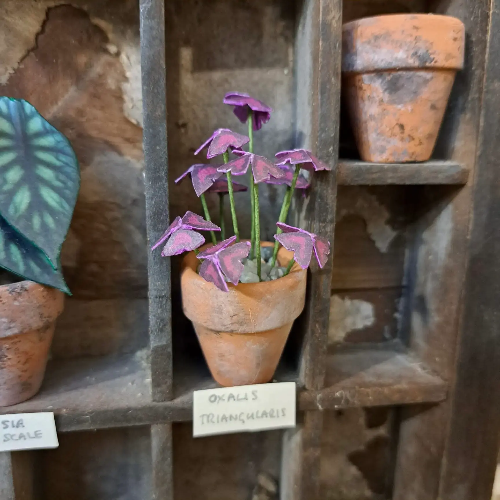 Oxalis Triangularis UGC 1