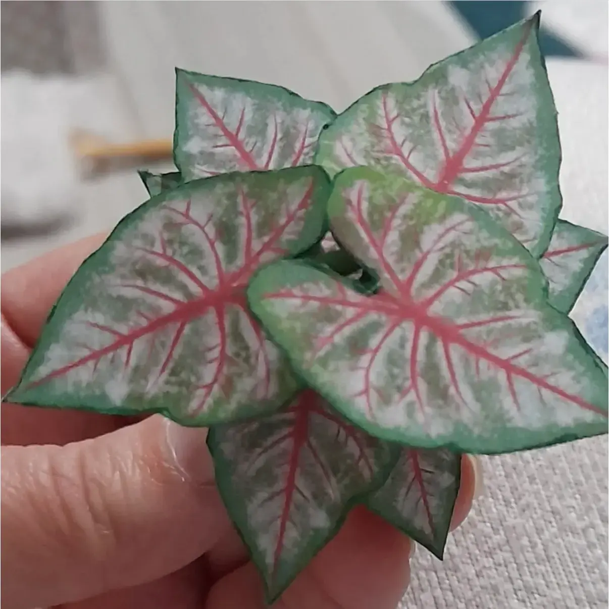 Caladium Rosebud UGC 5