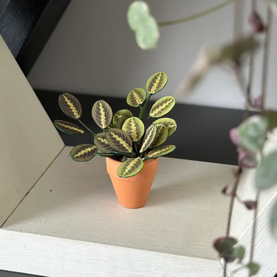 Prayer Plant 1