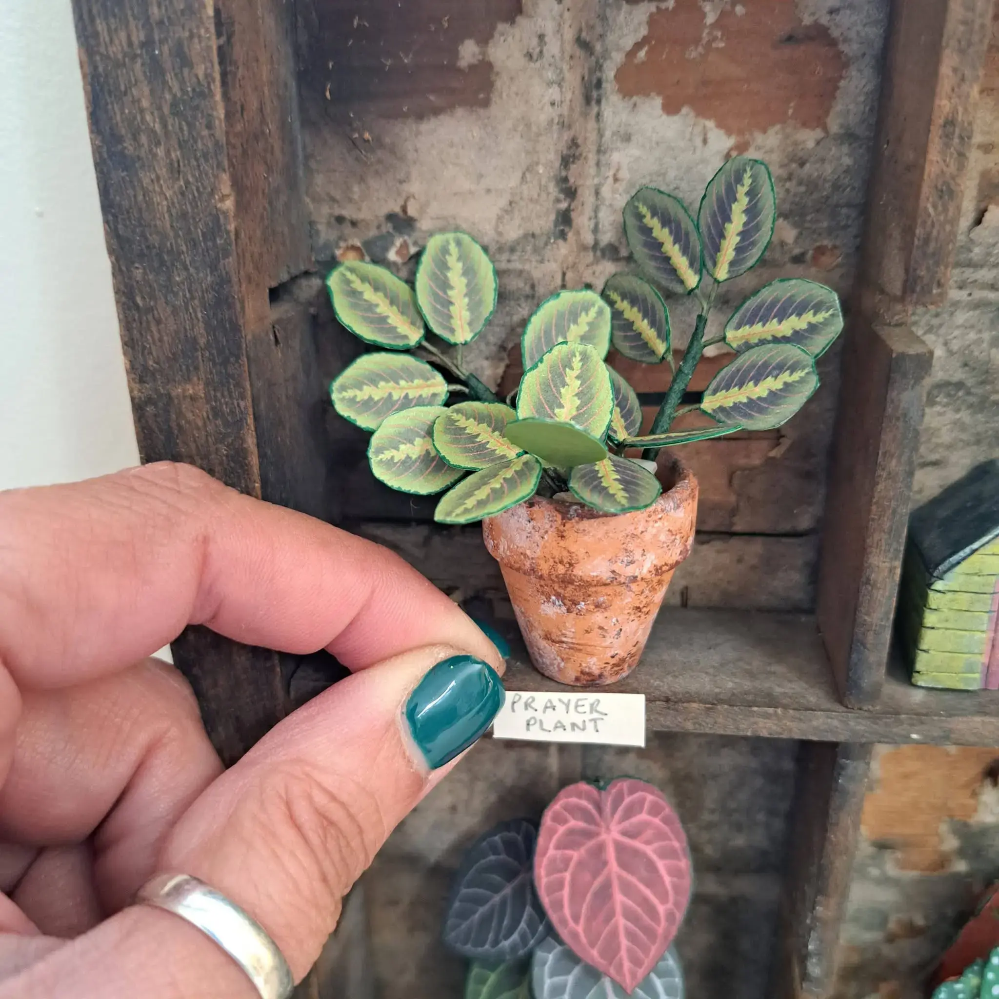 Prayer Plant UGC 16