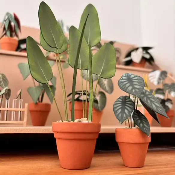 Alocasia Dragon Scale UGC 13
