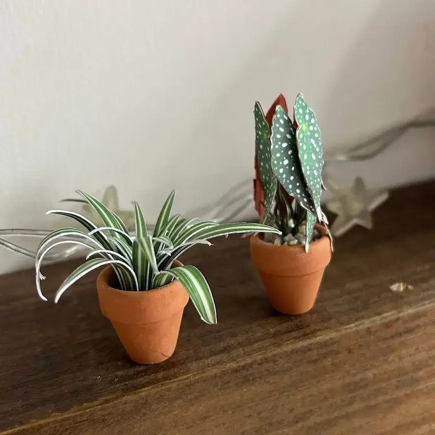 Spider Plant UGC 23