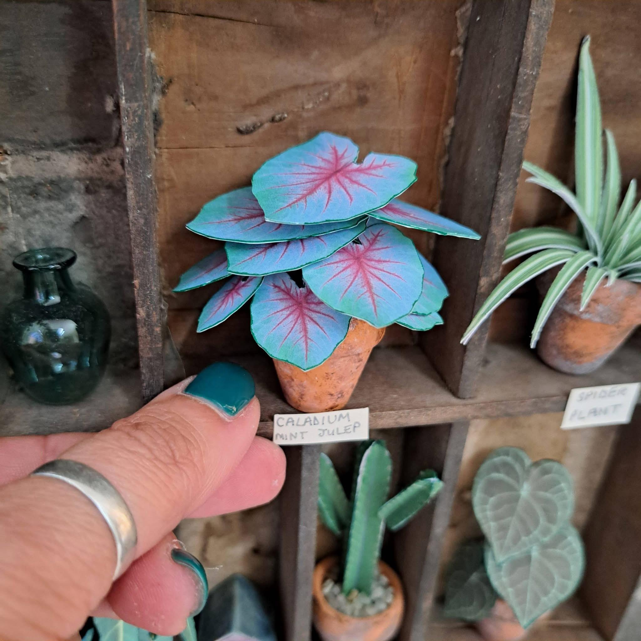 Caladium Mint Julep UGC 2