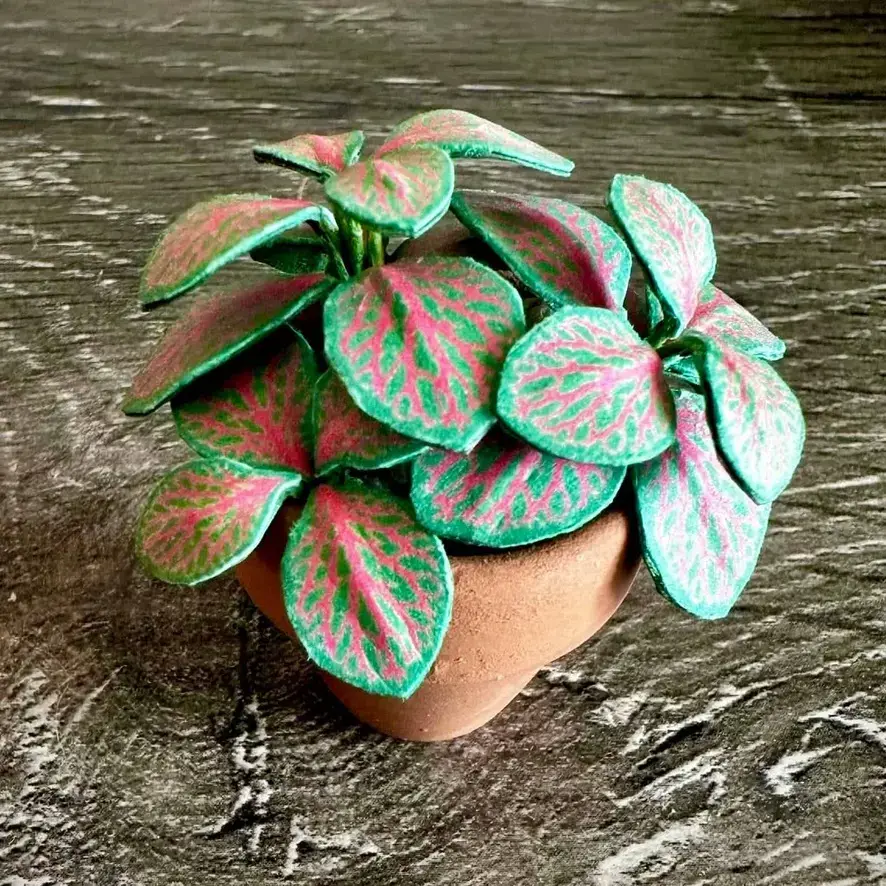 Fittonia UGC 10