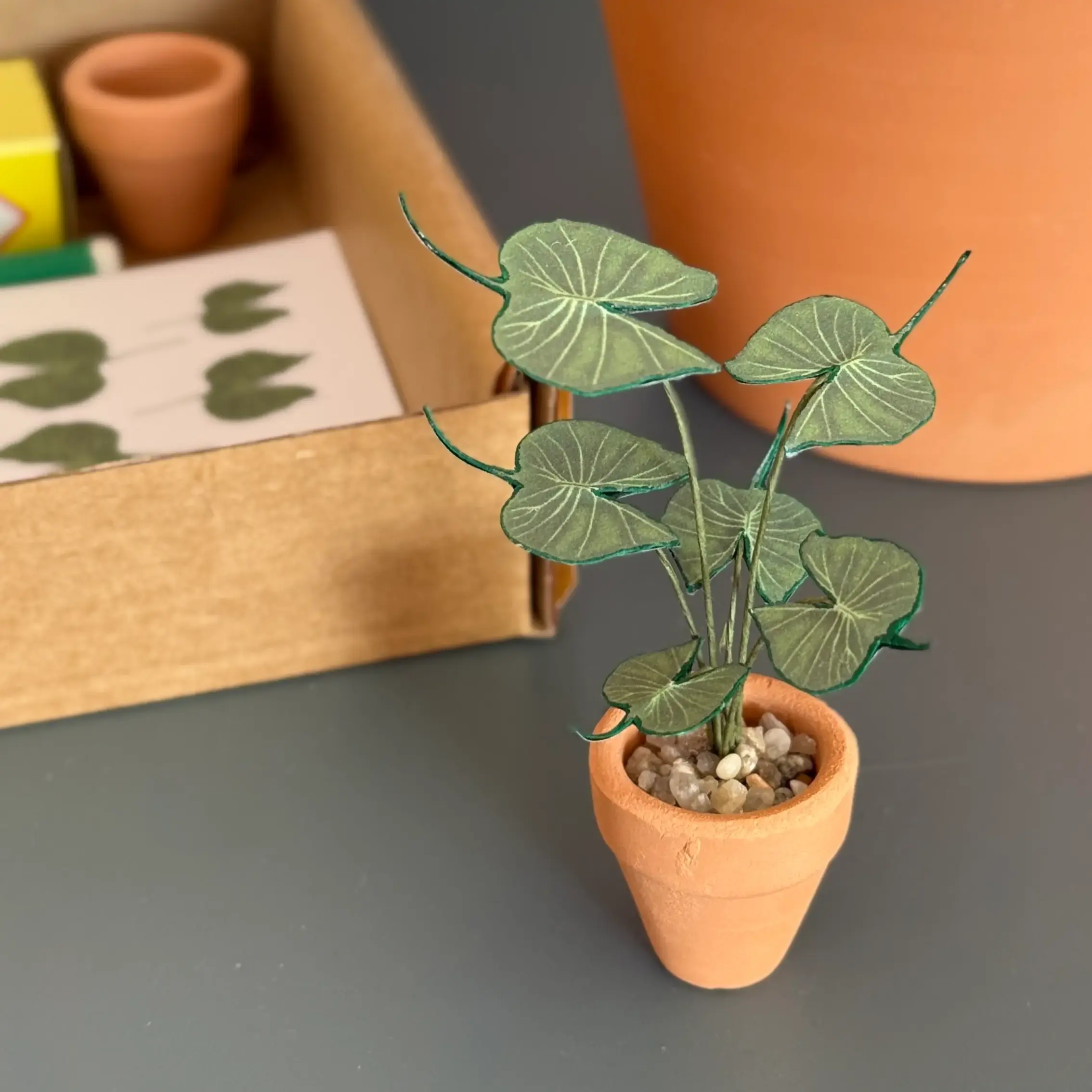Alocasia Stingray 1