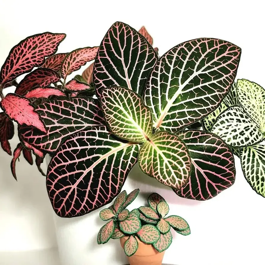 Fittonia UGC 9