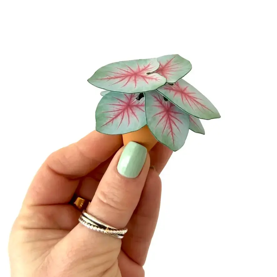 Caladium Mint Julep White
