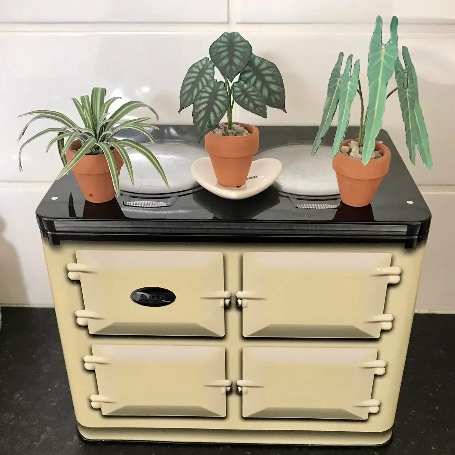 Alocasia Dragon Scale UGC 17
