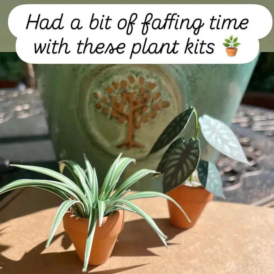 Spider Plant UGC 27