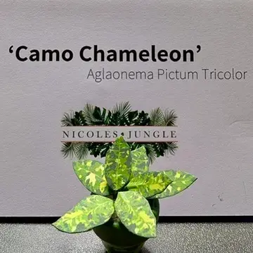 Pictum UGC 14