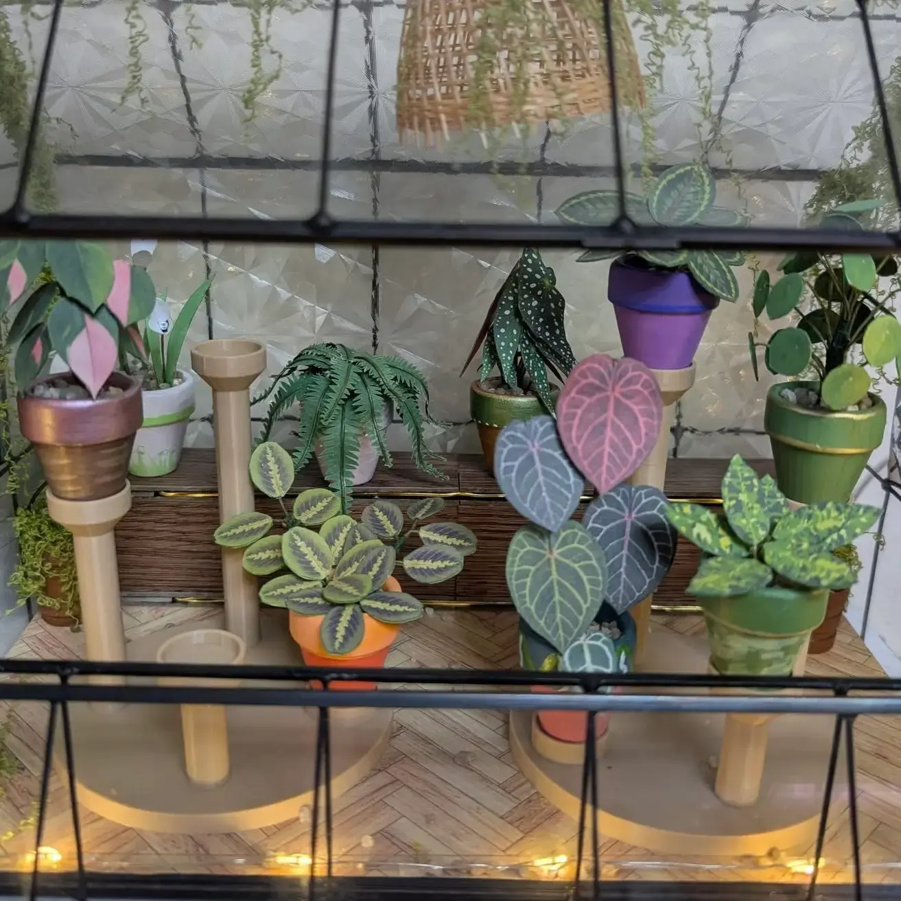 Prayer Plant UGC 18