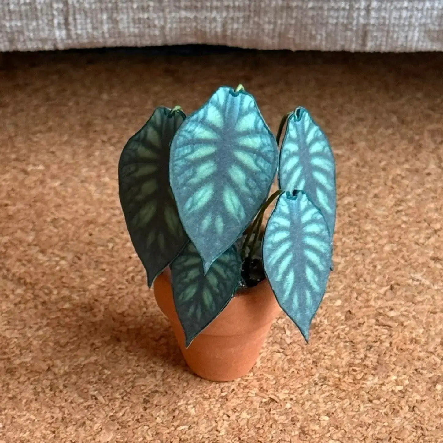 Alocasia Dragon Scale UGC 18
