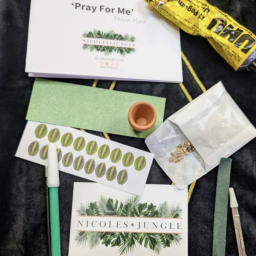 Prayer Plant UGC 2