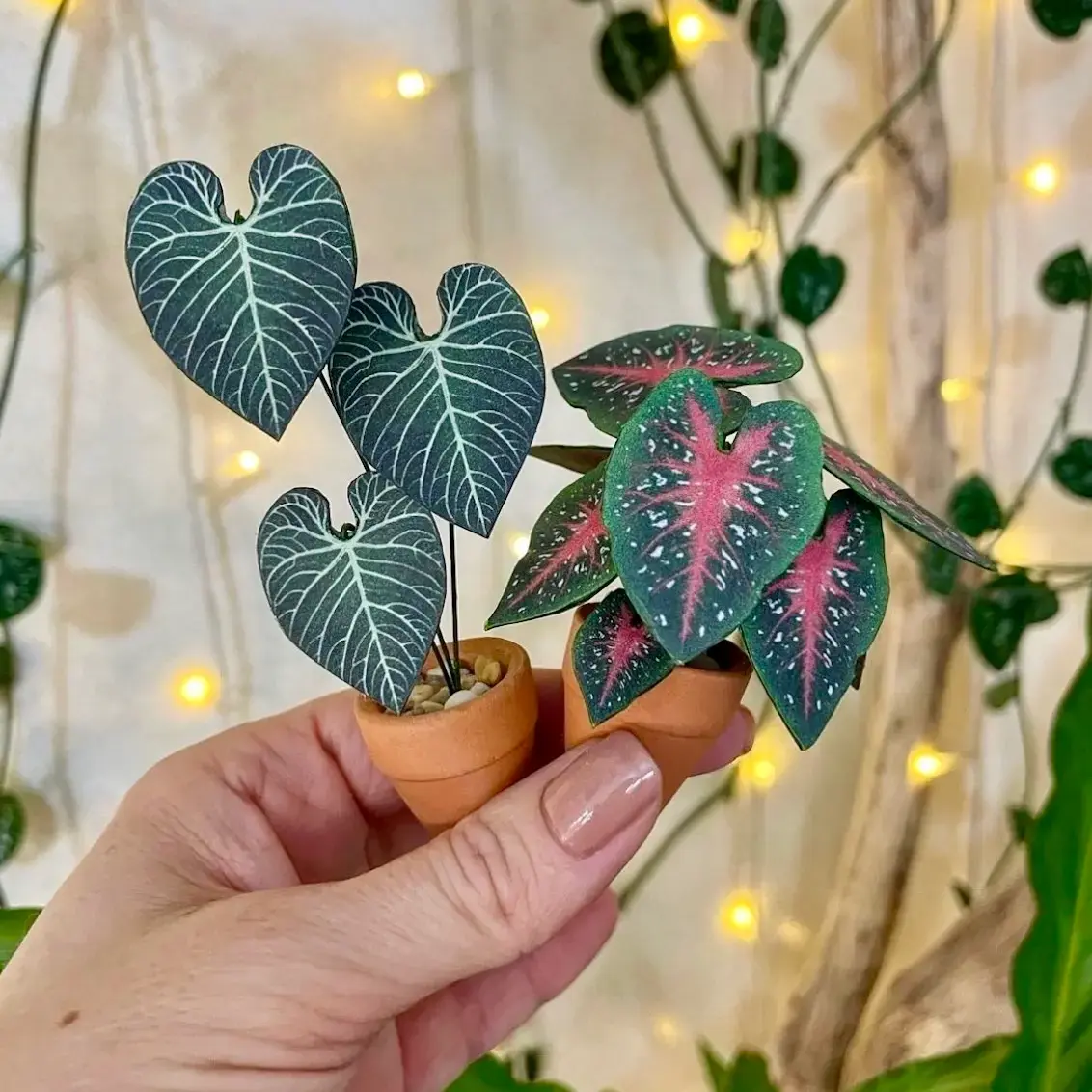 Anthurium Regale 1