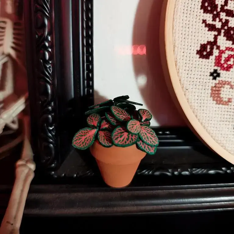 Fittonia UGC 16